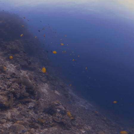 Pinnacle's Edge: Reef Fish Horizon