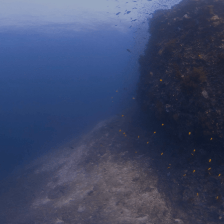 Pinnacle Reef Wall Panorama