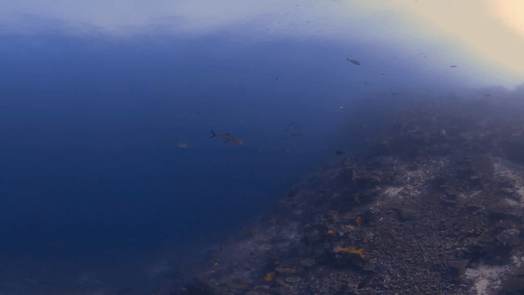 Reef Fish, Tuna & Barracuda