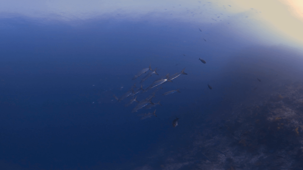 Barracuda School near Reef