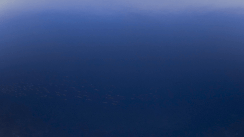 Jacks Gathering on Distant Reef