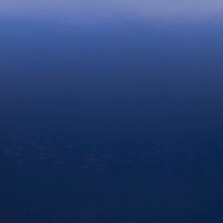 Jacks Gathering on Distant Reef