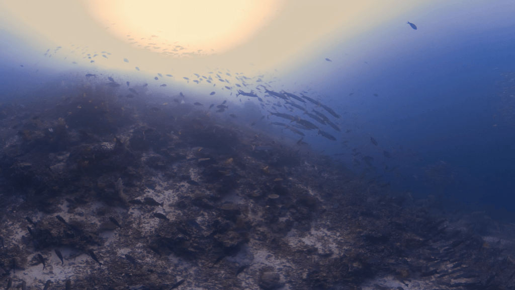 Reef Slope Spectacle: Jacks, Barracuda, Corals