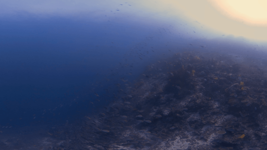 Fish Frenzy: Shallows Reef Life
