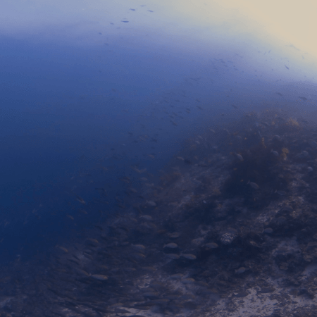 Fish Frenzy: Shallows Reef Life