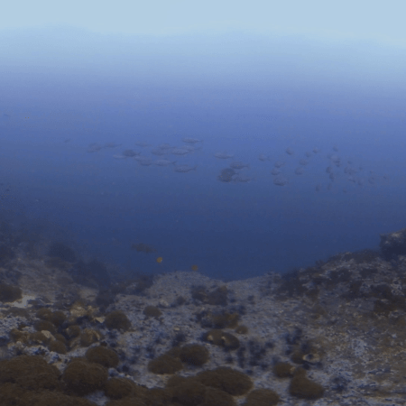 Jack School Over Reefscape