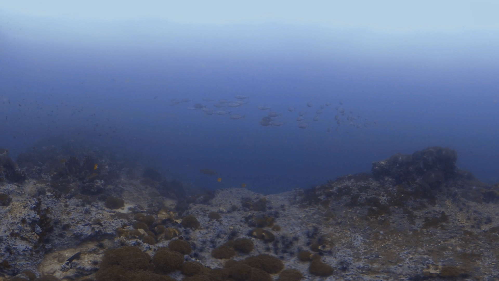 Reefscape Animation Jack School Over Reefscape - Immersive Medium