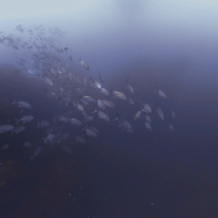 Jacks to Barracudas: A Swirling Spectacle