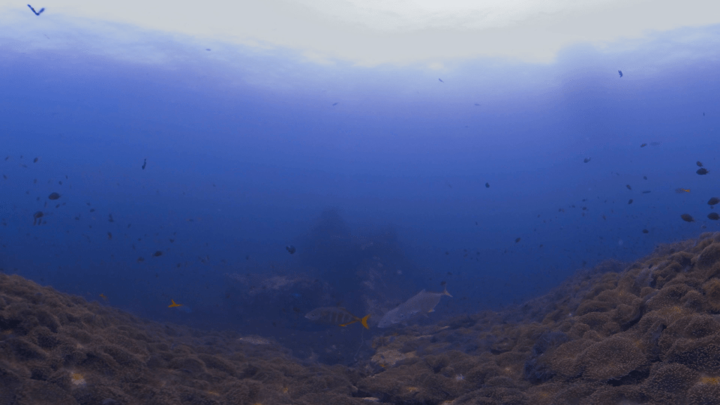 Anemone Pinnacle: Trevally Swarm