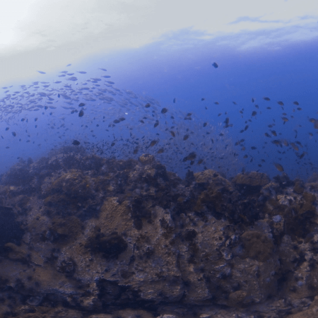 Pinnacle's Shimmering School