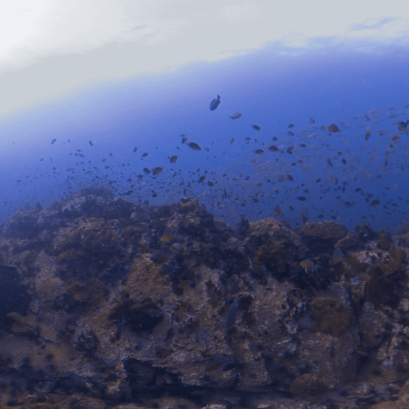 Pinnacle's Golden School