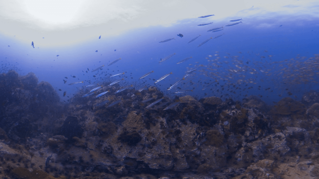 Reef Haven: Barracuda & Fish Frenzy