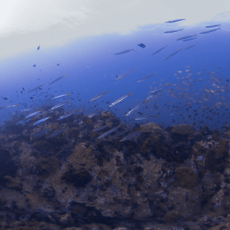 Reef Haven: Barracuda & Fish Frenzy