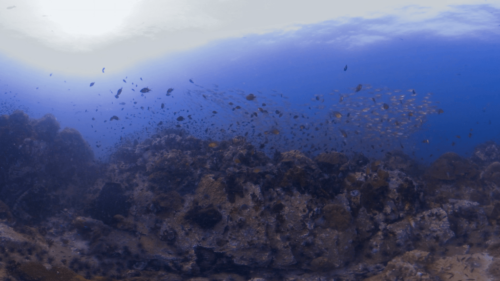 Pinnacle Reef Frenzy