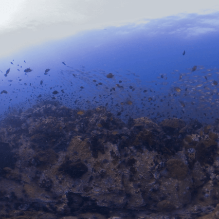 Pinnacle Reef Frenzy