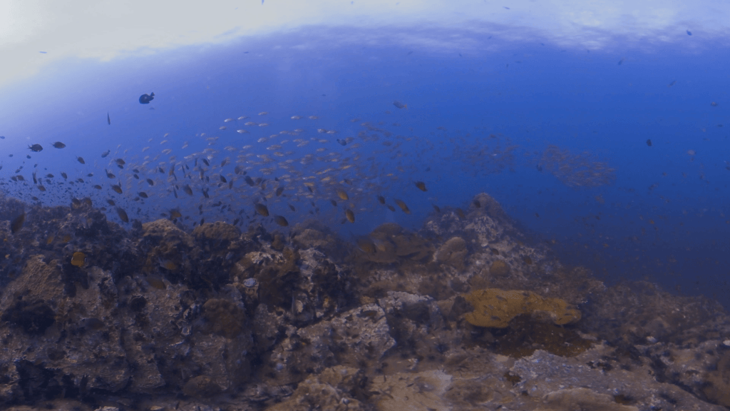 Pinnacle Swirl: Fish School Spectacle