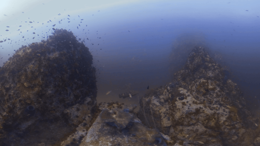 Giant Grouper's Pinnacle Kingdom