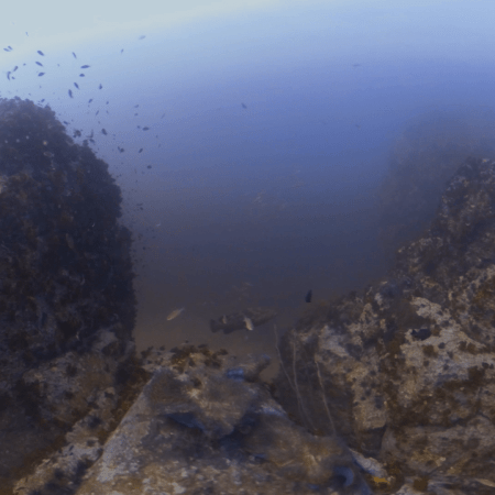 Giant Grouper's Pinnacle Kingdom