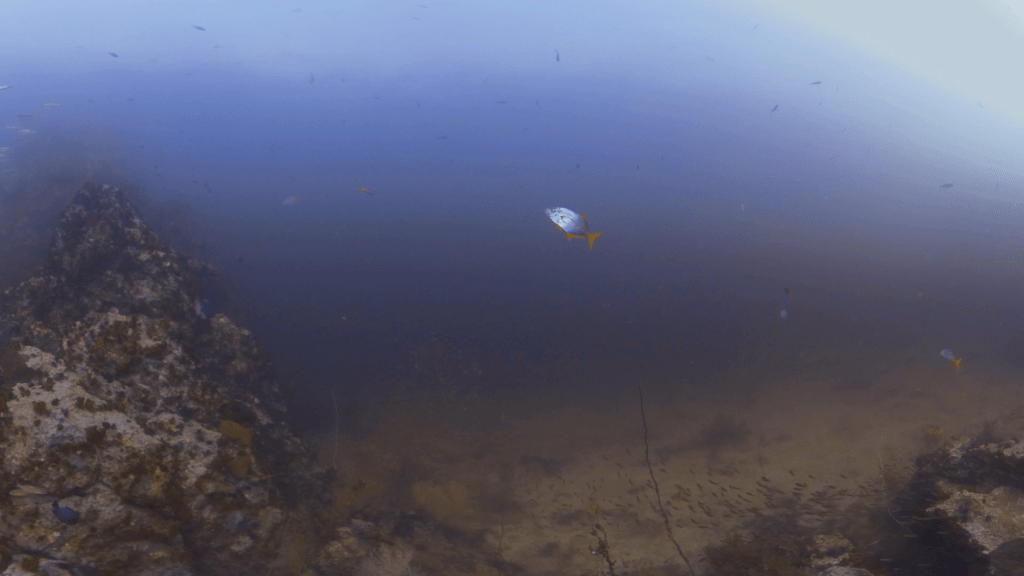 Trevally Hunt: Reef's Edge Drama