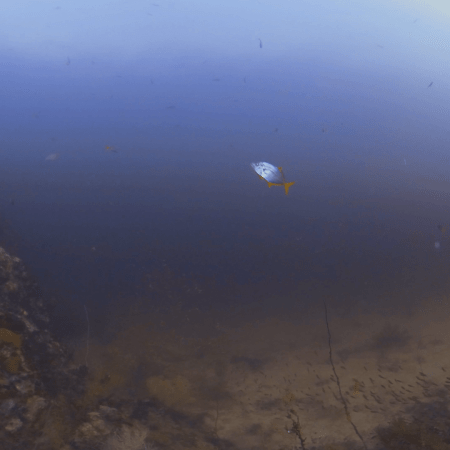 Trevally Hunt: Reef's Edge Drama