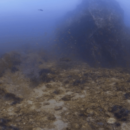 Pinnacle's Golden Schools