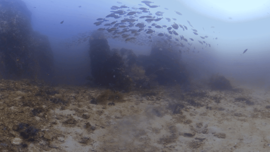 Emerging Fish Schools