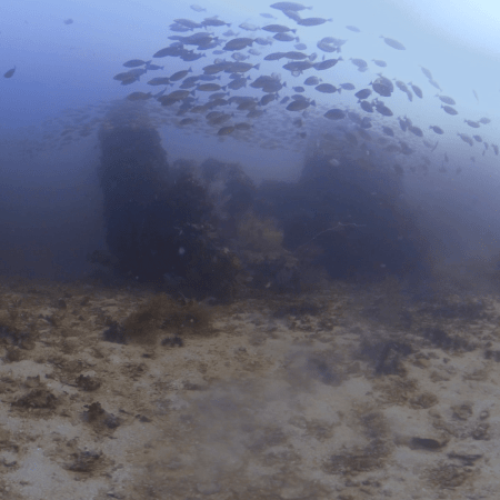 Emerging Fish Schools