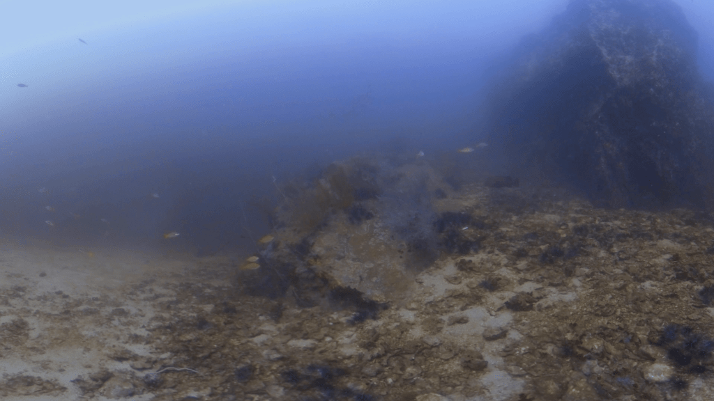 Pinnacle Reef Life: Fish Abundance