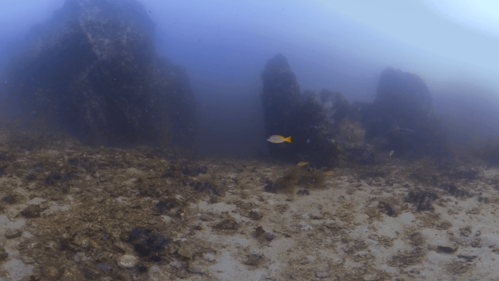 Pinnacle Reef Life