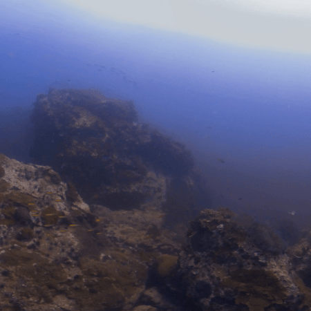 Grouper Quest: Reef Life Unveiled