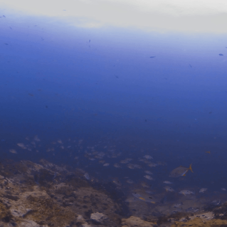 Spot Snapper Reefscape