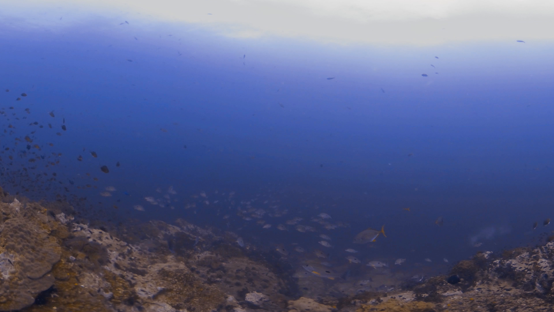 Reefscape Animation Spot Snapper Reefscape - Immersive Medium