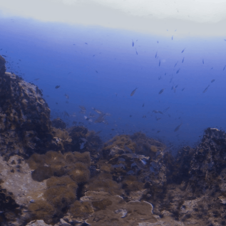 Reef Panorama: Fish Abundance