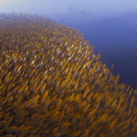 Golden School: Snapper Swarm