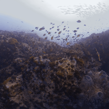 Fusilier Frenzy: Reef Life Bloom