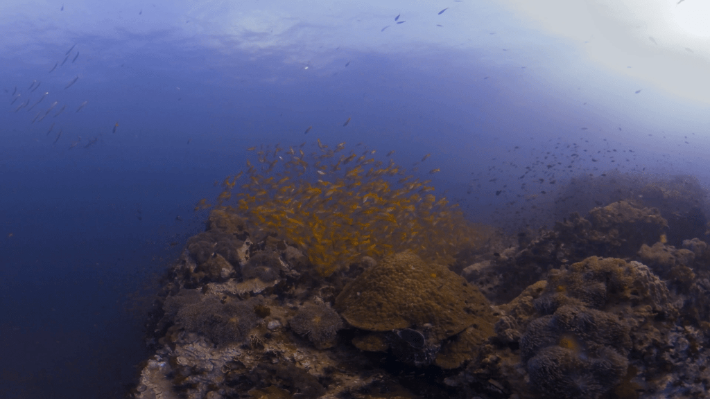 Pinnacle Passage: Snapper Swarm