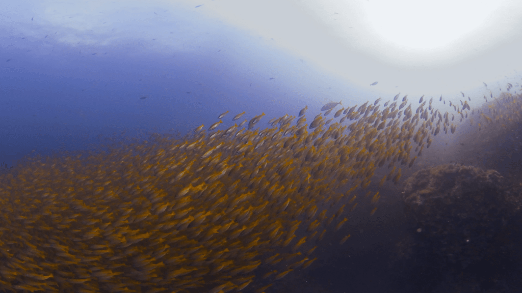 Golden School: Snapper Swarm
