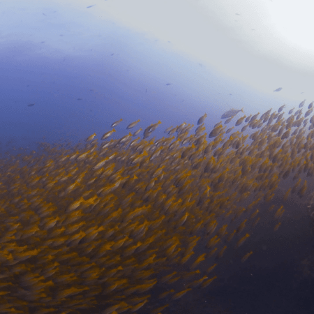 Golden School: Snapper Swarm