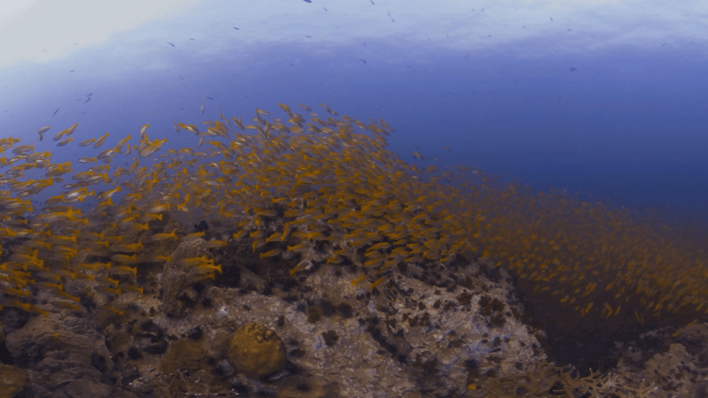 Golden Swarm: Snapper Reef Encounter