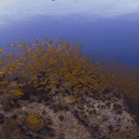 Golden Swarm: Snapper Reef Encounter