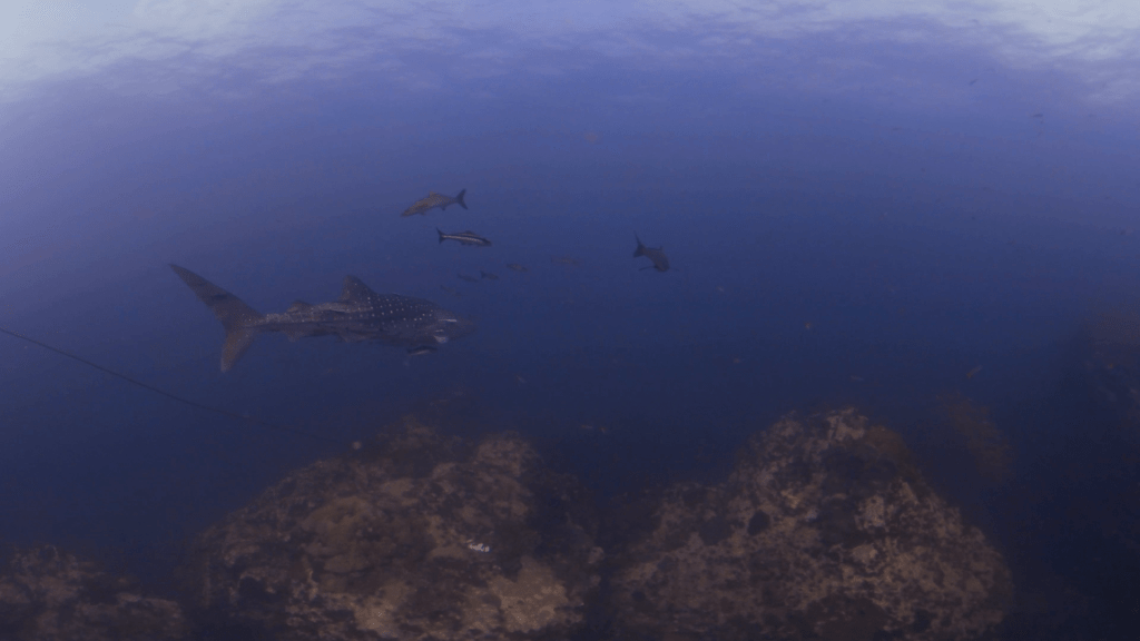 Gentle Giant & Cobia Escort
