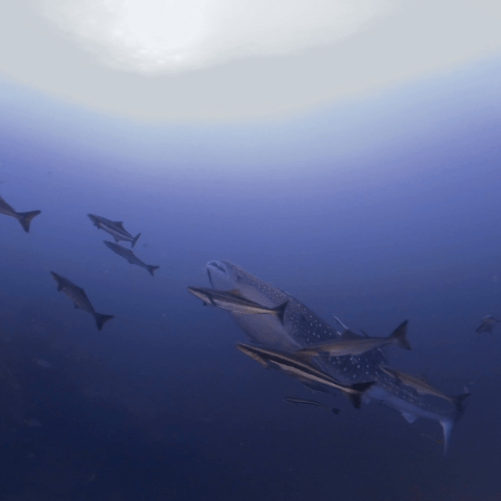 Whale Shark Encounter!