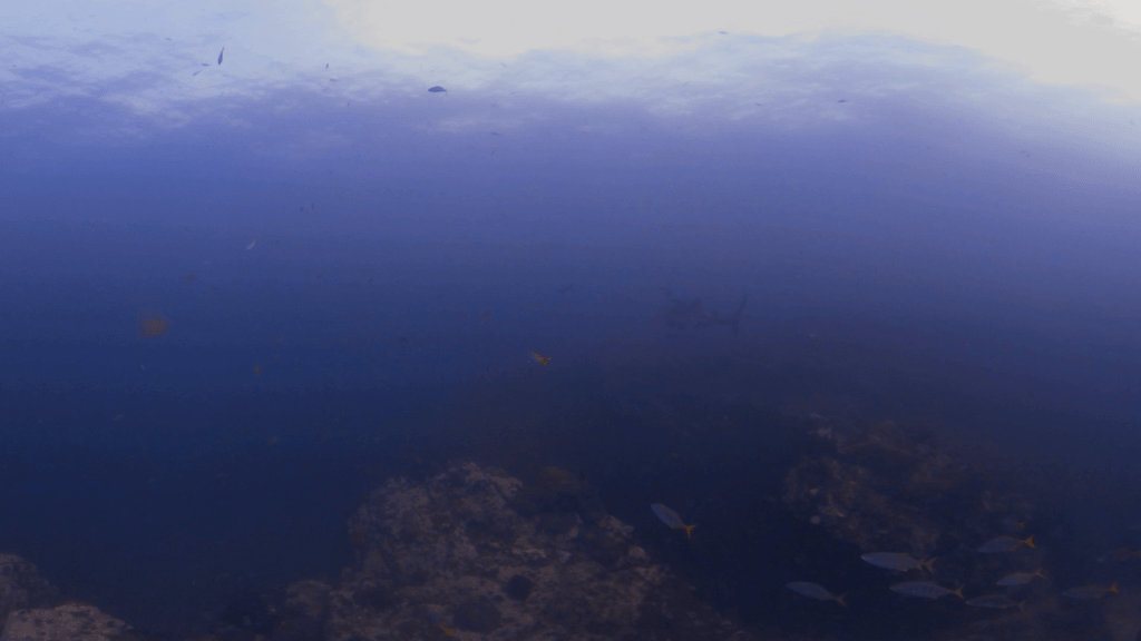 Whale Shark Encounter: Reef & Cobia