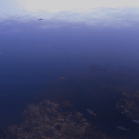 Whale Shark Encounter: Reef & Cobia