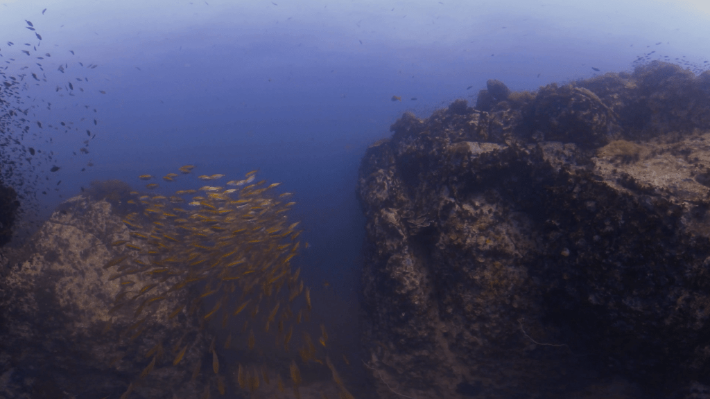 Fusilier Canyon: A Reef Passage