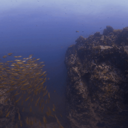 Fusilier Canyon: A Reef Passage