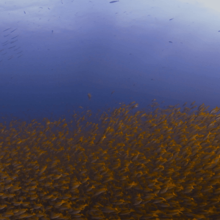 Golden School: Snapper Swarm