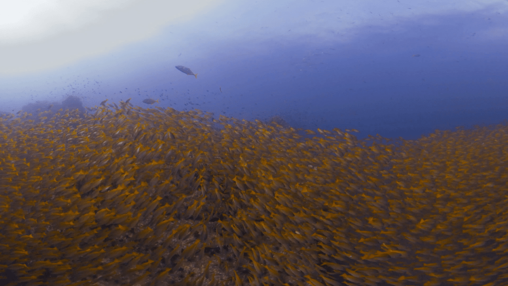 Snapper Swarm: Reef Emergence