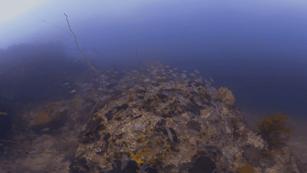 Snapper City Reef