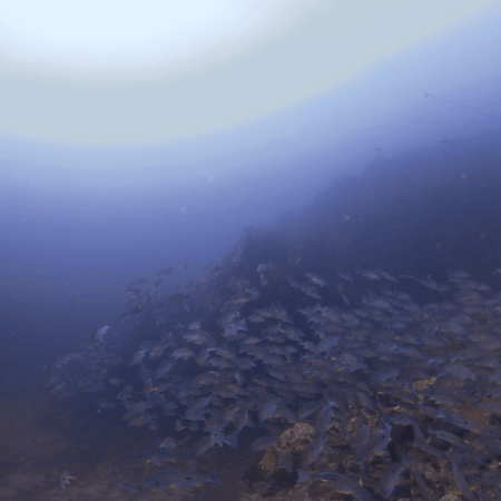 Snapper Swarm on Reef Crest